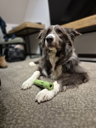 Patyk do smaczków, 18 cm, zielony