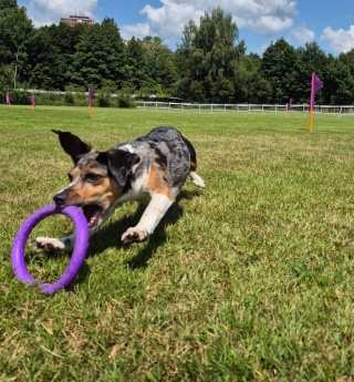 PULLER Mini do ćwiczeń dla psów (średnica 18 cm)