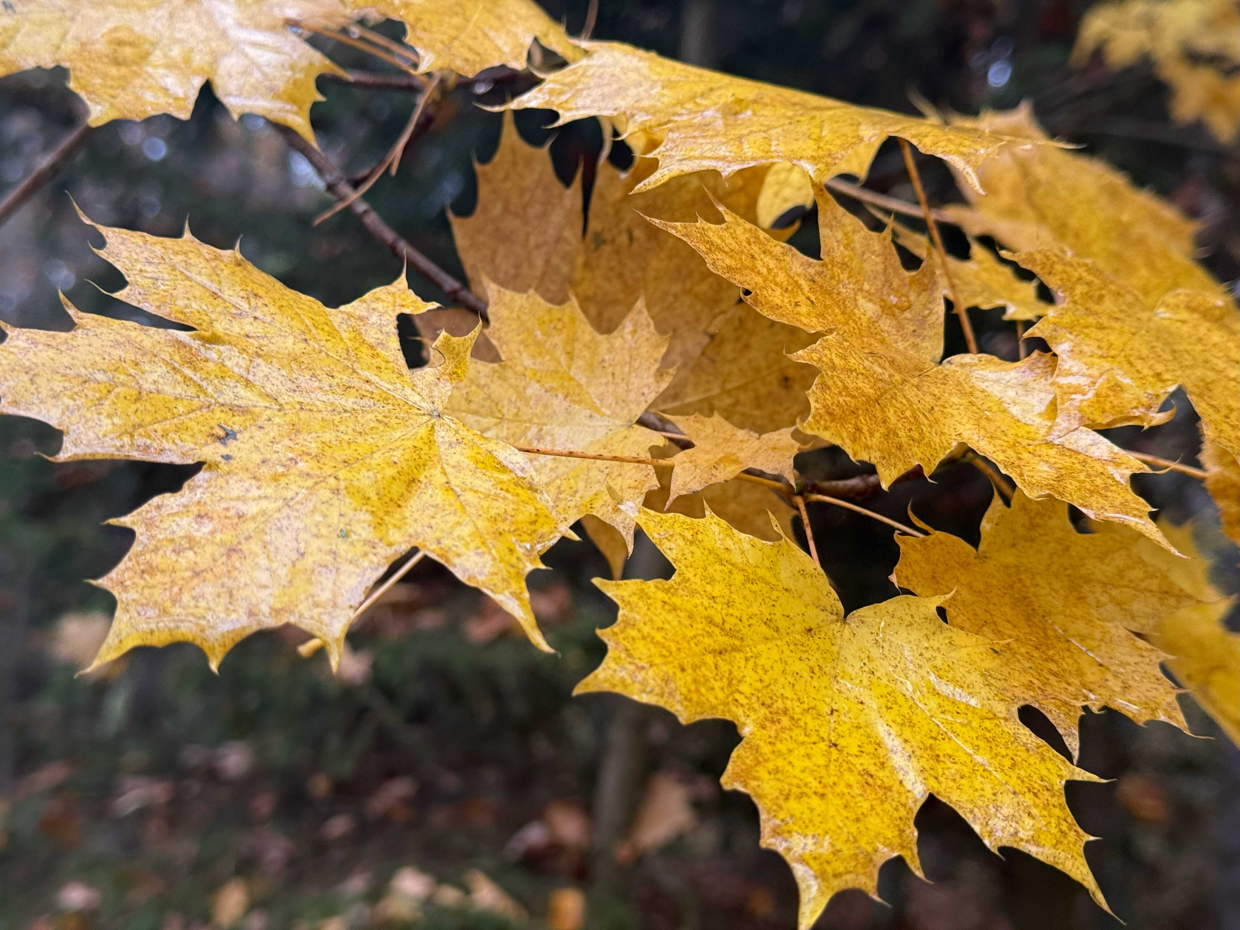 Pierwsza runda naszego konkursu „Jesienne Kolory”!