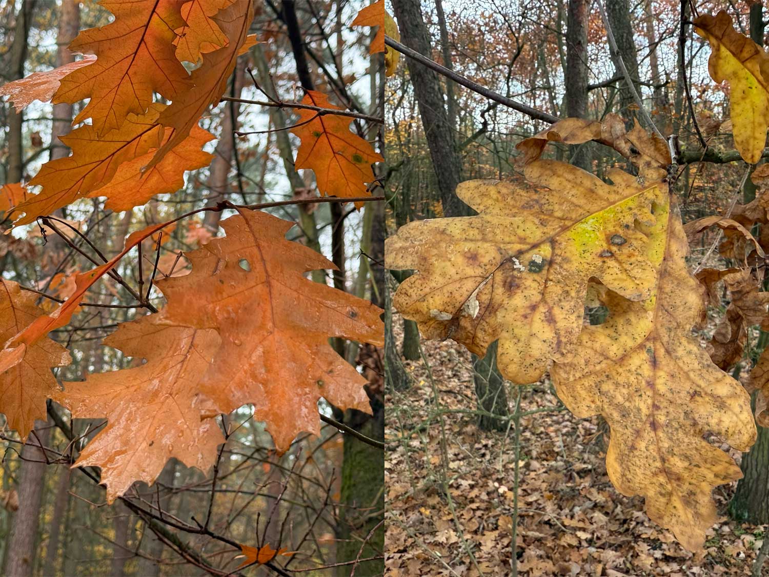 Druga runda konkursu MGR Dog rozstrzygnięta! Znamy zwyciężczynię