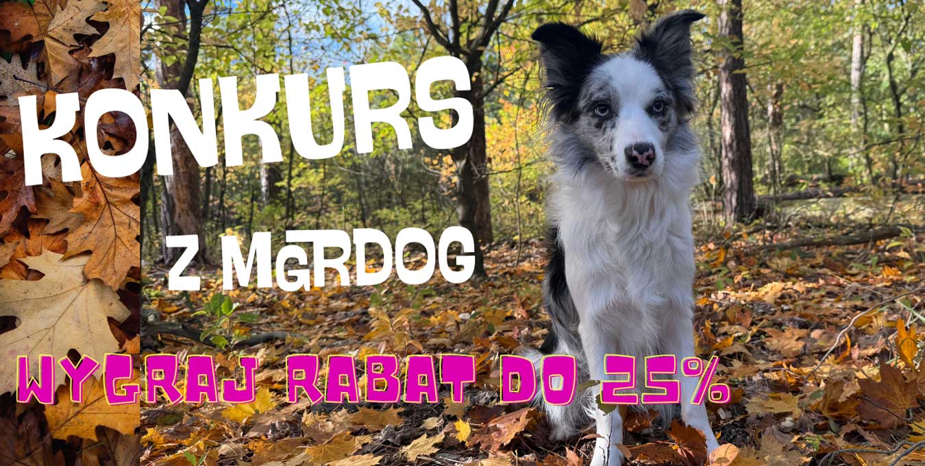 Konkurs „Jesienne Kolory” – połącz miłość do lasu i psów