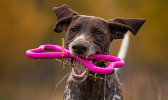 Fiboo w Mgr Dog – bezpieczne, ekologiczne i stworzone z myślą o psach