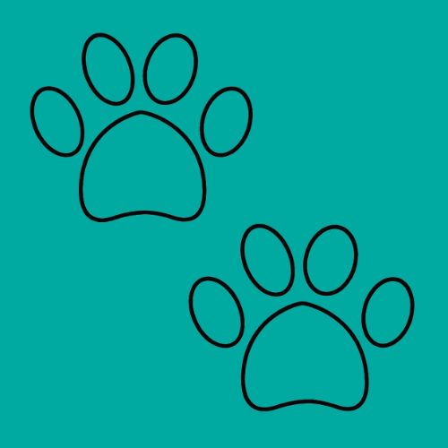 Pastelowy Zielony + PSIE ŁAPKI